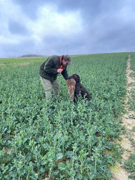Deutsch Kurzhaar bei der arbeit am Fuchs