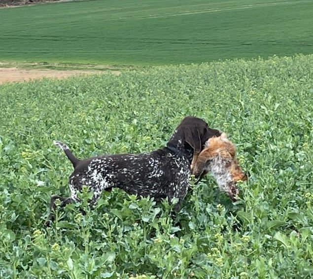 DK-beim Fuchs Bringen